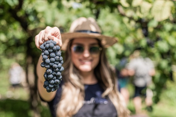 Festival Vale dos Vinhedos estreia celebrando a vindima 