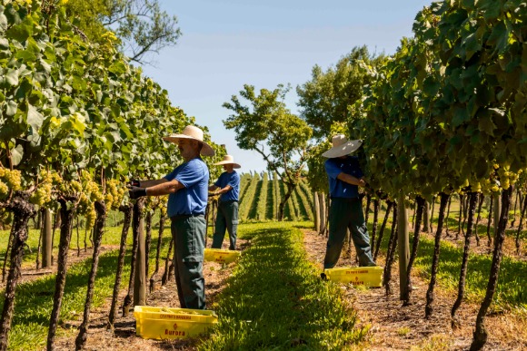 Cooperativa Vinícola Aurora faz 95 anos com alto faturamento