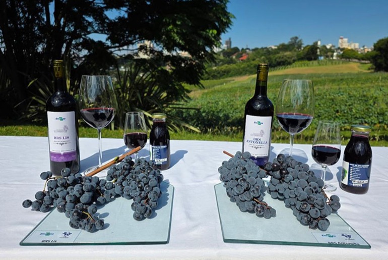 Prefeitura e Embrapa apresentam novas cultivares de uva