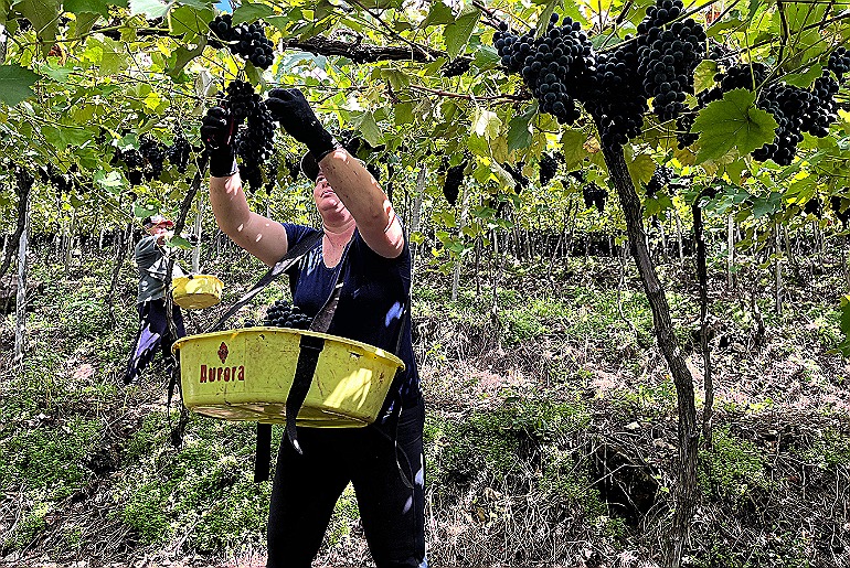 Vinícola Aurora colhe maior safra de uva da história