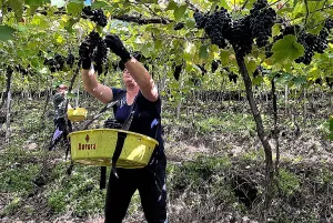 Vinícola Aurora colhe maior safra de uva da história