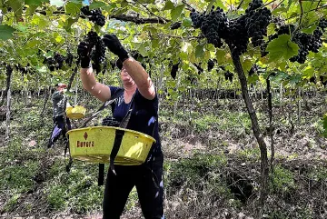 Vinícola Aurora colhe maior safra de uva da história