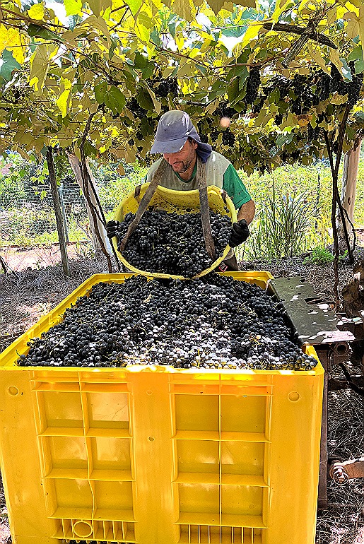 Vinícola Aurora colhe maior safra de uva da história