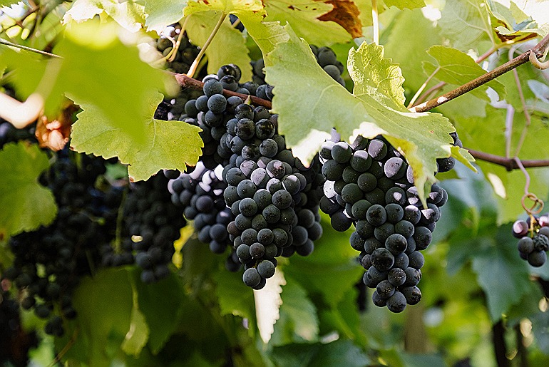 Vinícola Aurora colhe maior safra de uva da história