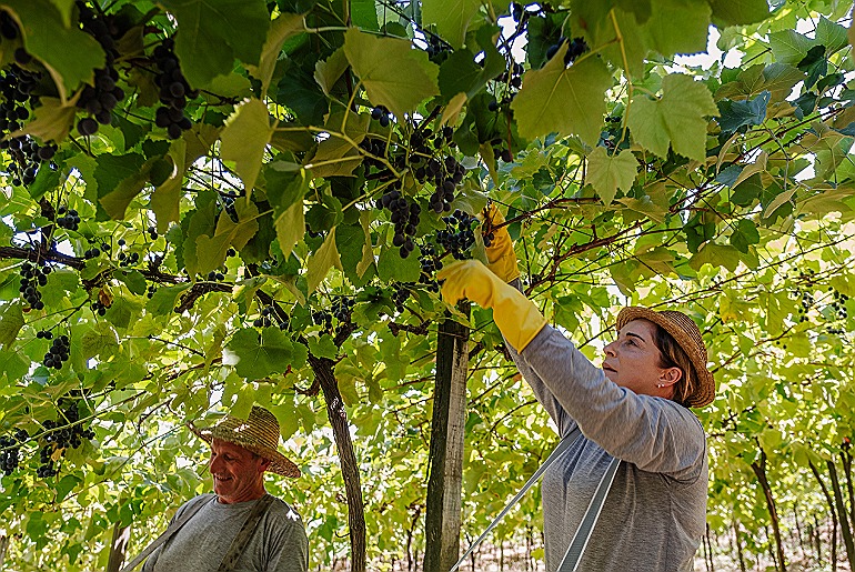 Vinícola Aurora colhe maior safra de uva da história