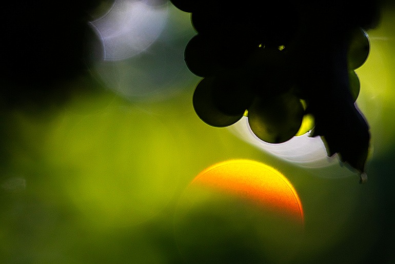 Safra 2026 promete frescor e elegância