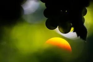 Safra 2026 promete frescor e elegância