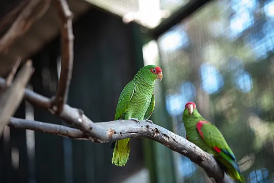 UCS Zoo tem novo horário de funcionamento durante o período mais frio do ano
