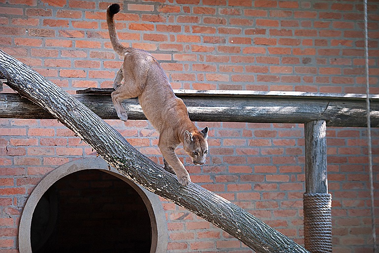UCS Zoo tem novo horário de funcionamento durante o período mais frio do ano