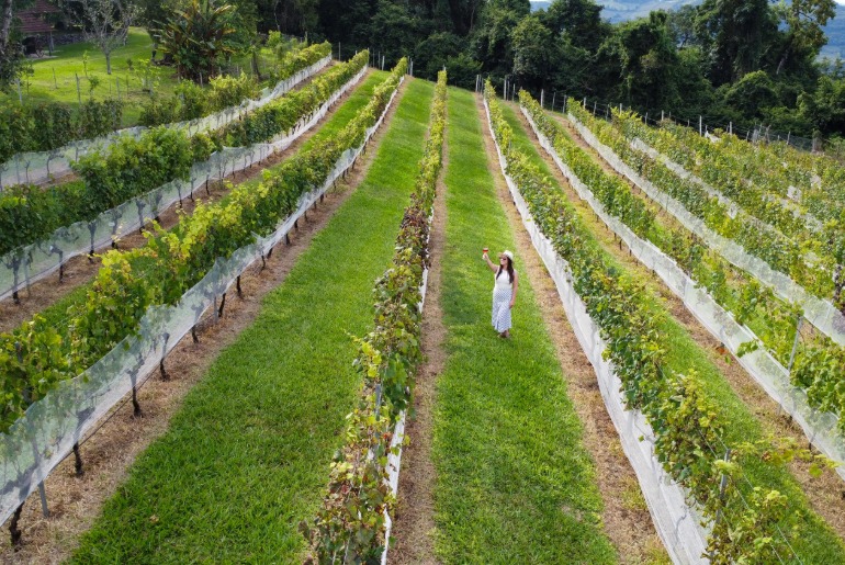 Destinos turísticos de Bento Gonçalves se unem e lançam o roteiro Vera Vista