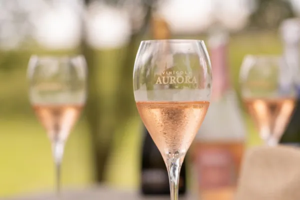 Cooperativa Vinícola Aurora ultrapassa 1.000 medalhas e reforça protagonismo do vinho brasileiro