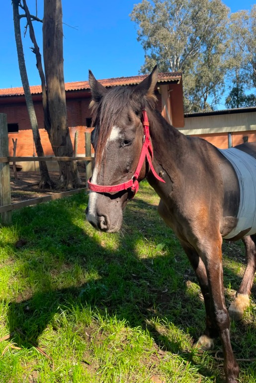 Parceria entre Medicina Veterinária da UCS e ONG reabilita cavalos abandonados no Rio Grande do Sul