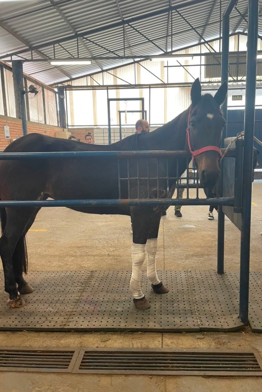 Parceria entre Medicina Veterinária da UCS e ONG reabilita cavalos abandonados no Rio Grande do Sul