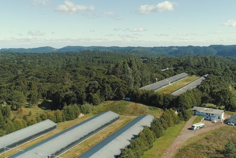 Granja da Serra Gaúcha adquire unidade de recria e acelera plano de crescimento na avicultura