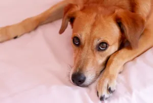 Dermatite canina: principais causas, sintomas e formas de controle