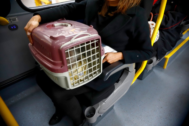 Novo modal | Pets enfim ganham espaço no transporte público caxiense