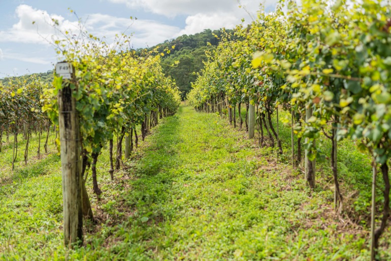 Cooperativa Vinícola Garibaldi apresenta resultados e oportunidades para a vitivinicultura Brasileira