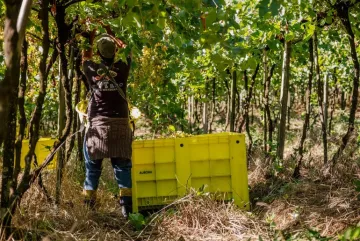 Vinícola Aurora atinge maturidade ESG em seu 2º Relatório de Sustentabilidade e passa a estampar o selo Carbon Free®