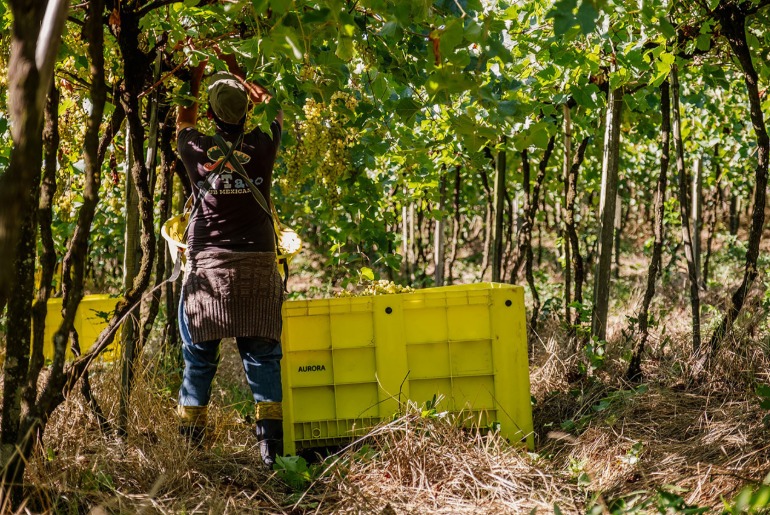 Vinícola Aurora atinge maturidade ESG em seu 2º Relatório de Sustentabilidade e passa a estampar o selo Carbon Free®